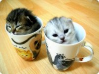 kittens_in_cups3398.jpg