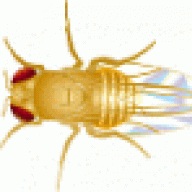thefly
