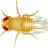 thefly